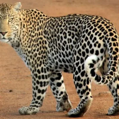 Illustration depicting the surge in India's leopard population, showcasing regional variations and conservation efforts.