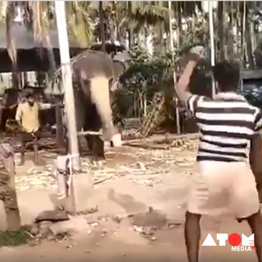 : The image captures the heartwarming moment of an elephant playing cricket alongside humans, showcasing its remarkable sporting prowess and spreading joy.
