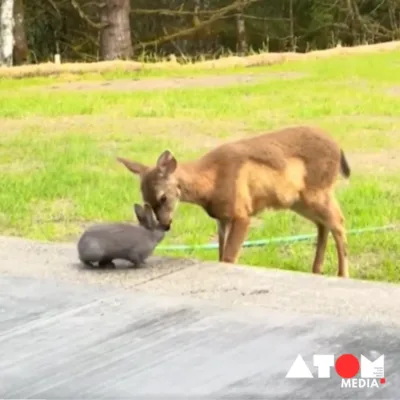 Image of a deer and rabbit interacting in a grassy field