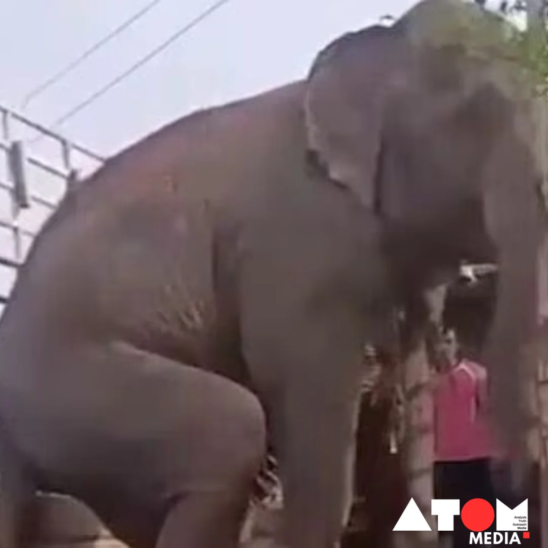 Elephants Boarding Truck: Viral Video Sparks Debate