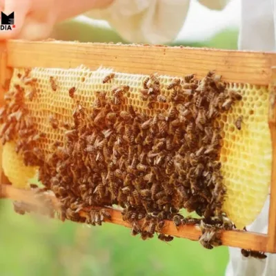 Goa's Initiatives for World Bee Day 2024: Revitalizing Bee Population