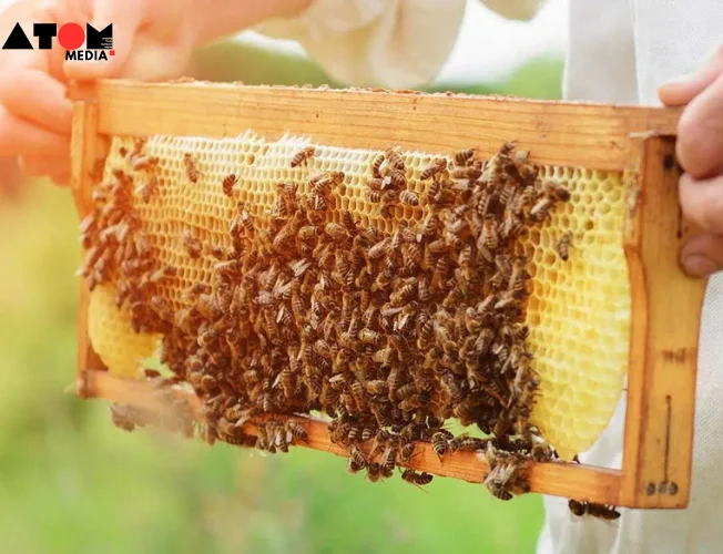 Goa's Initiatives for World Bee Day 2024: Revitalizing Bee Population