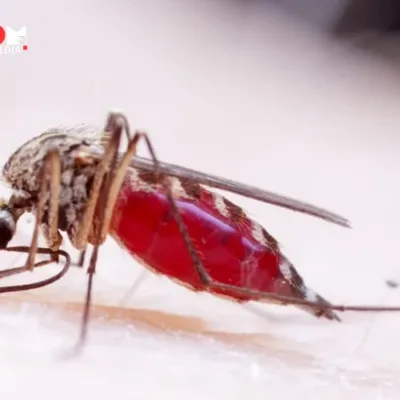 Indian Ocean Sea Surface Temperatures Predict Global Dengue Outbreaks