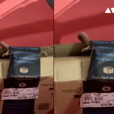 A close-up image of a cobra emerging from an open Amazon package intended for an Xbox controller.