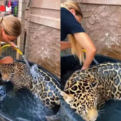 A video of a woman bathing a jaguar has the internet buzzing. The clip sparks debate - is it a heartwarming display of connection or a dangerous situation? Learn more about jaguars' love for water and the online reactions to this viral video.