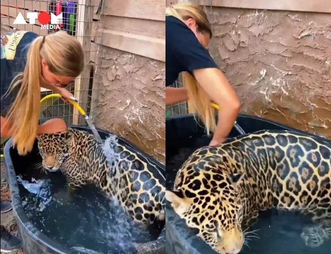 A video of a woman bathing a jaguar has the internet buzzing. The clip sparks debate - is it a heartwarming display of connection or a dangerous situation? Learn more about jaguars' love for water and the online reactions to this viral video.